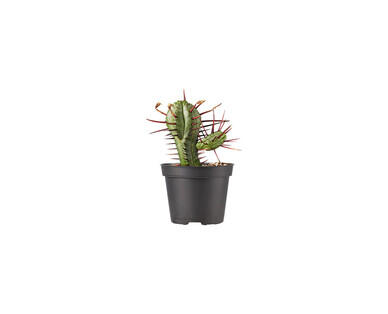 Assorted Cactus