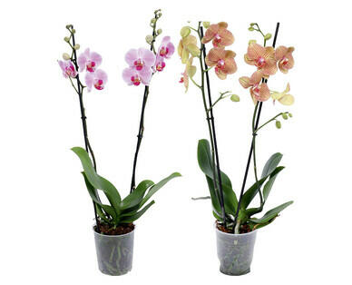 ORCHIDEA