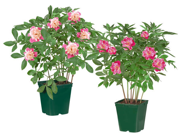 Peony