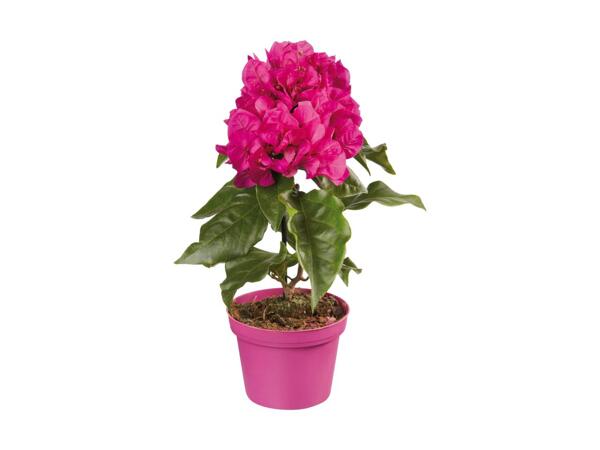 Bougainvillier midi