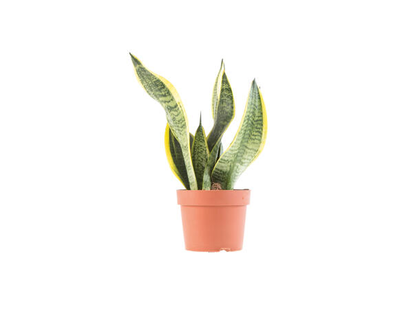 Air Purifying Plants