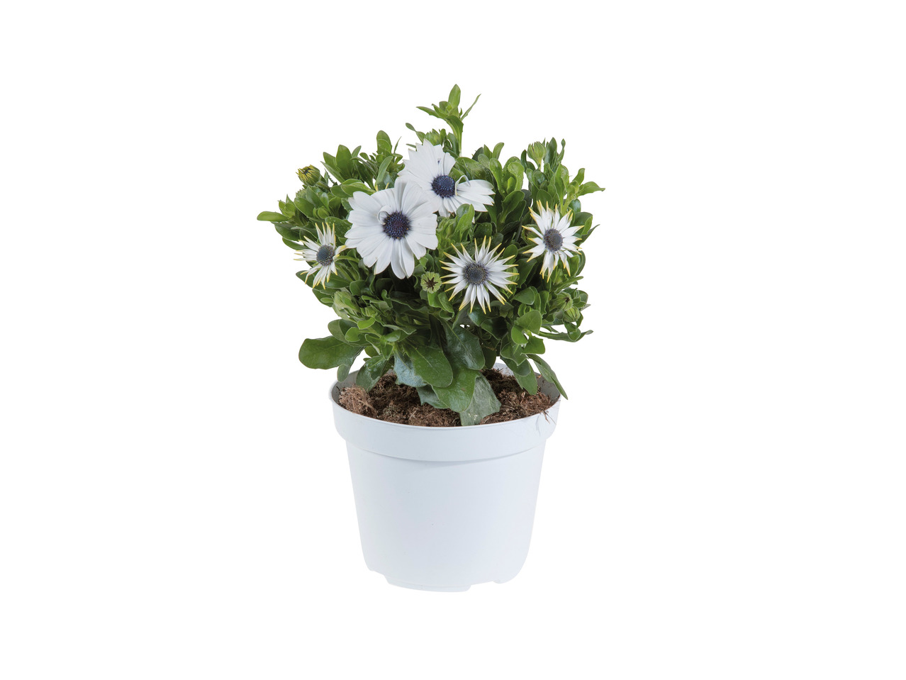 Osteospermum1