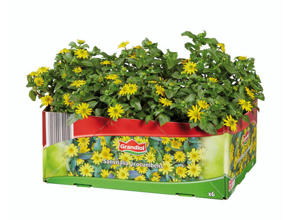 Plantes pour parterres et bacs
