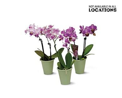 2" Espresso Orchid