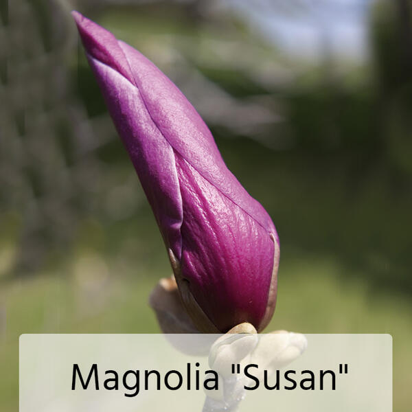Magnolie