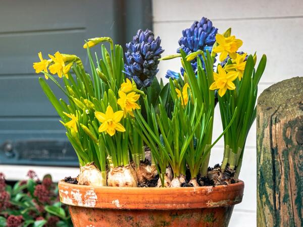 Blomstrende løgplanter i 6‘er bakke