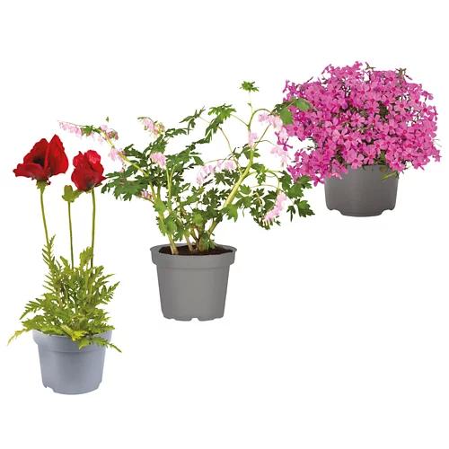 Perenni primaverili in fiore