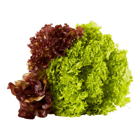 Bunter Blattsalat