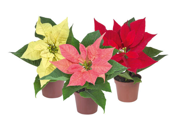 Mini Poinsettia