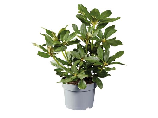 Giant Rhododendron