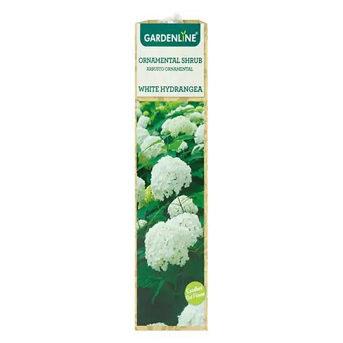 Ornamental Shrub - Assorted Varieties