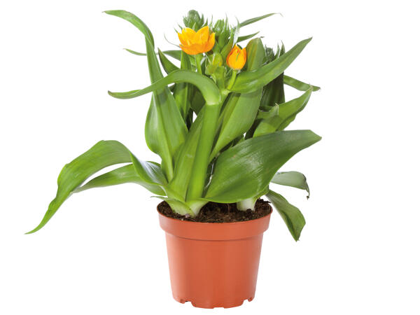 Orangefarbener Milchstern