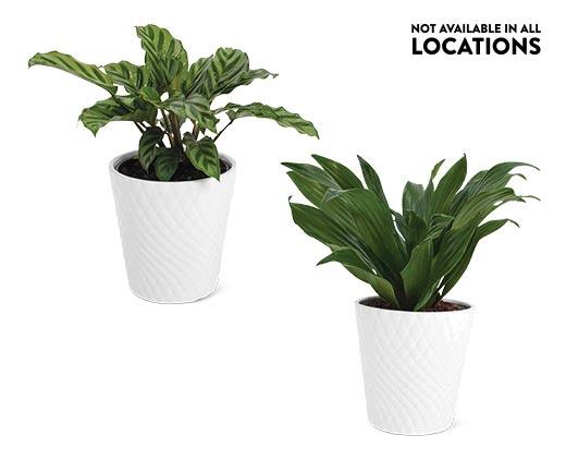5" Foliage Assorted Varieties