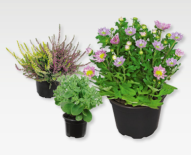 Plantes automnales