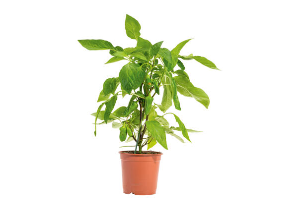 Plant de poivron producteur
