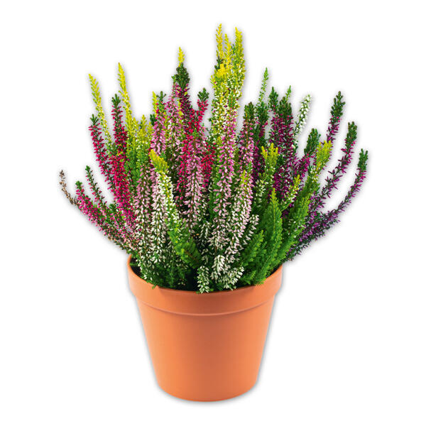 Calluna Trio
