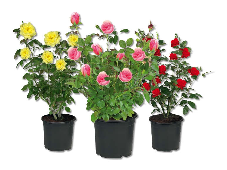 Rosiers d'extérieur
