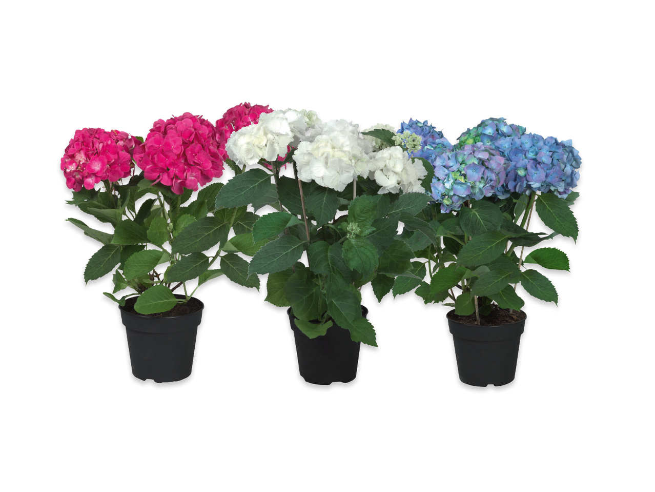 BOLLHORTENSIA