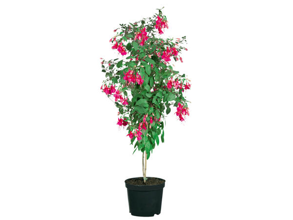 Fuchsienhochstamm