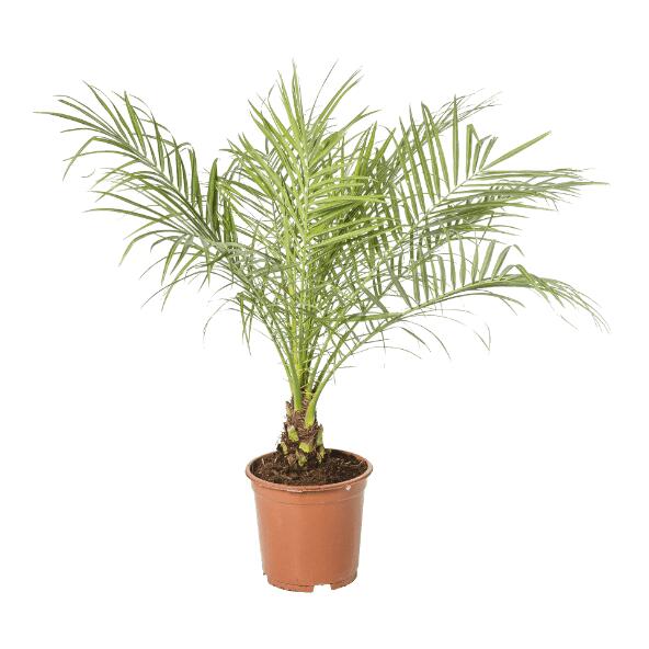 Palmplant