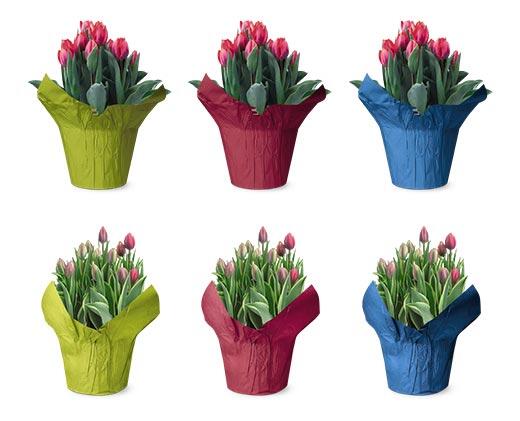 Tulips, Lilies or Hyacinths Assorted Colors