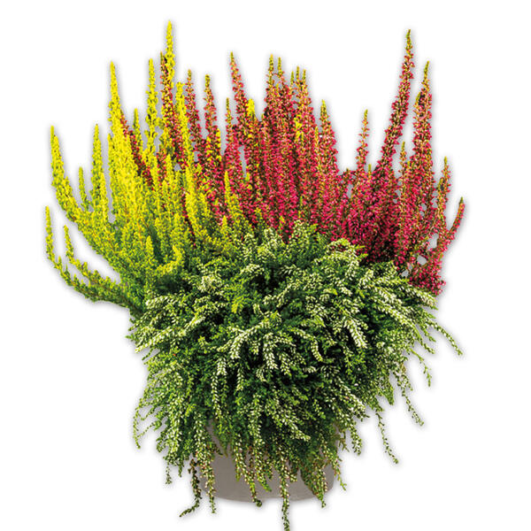 Calluna vulgaris Trio Girls Special