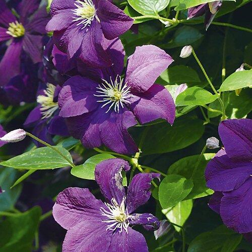 Clematis
