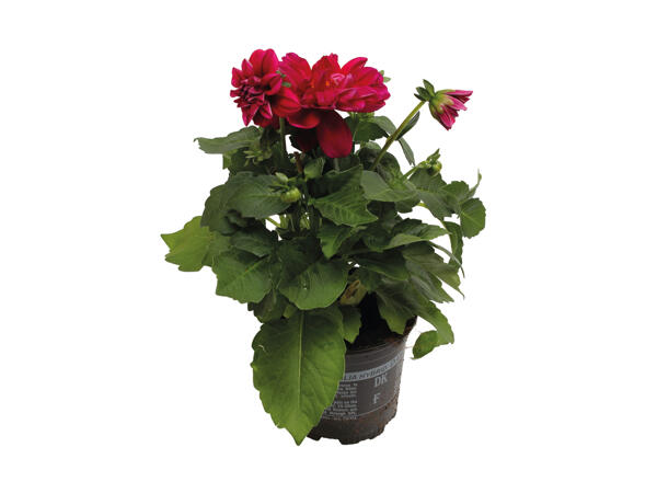 Dahlia