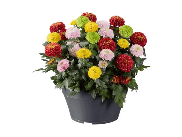 Chrysanthèmes "Flowerpops" dans une coupe