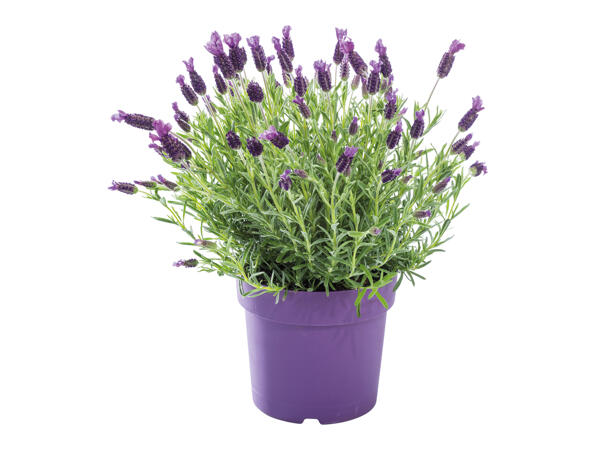Large Lavender