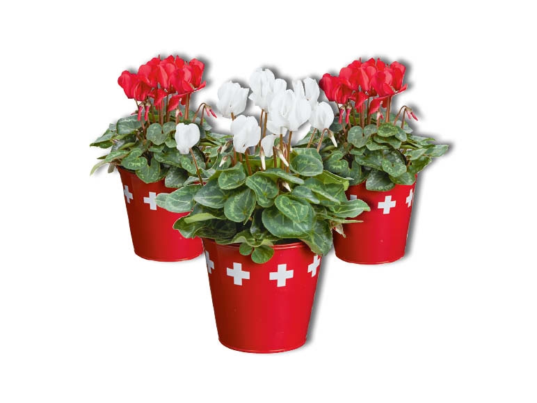 Cyclamens dans un pot en zinc aux couleurs de la Suisse