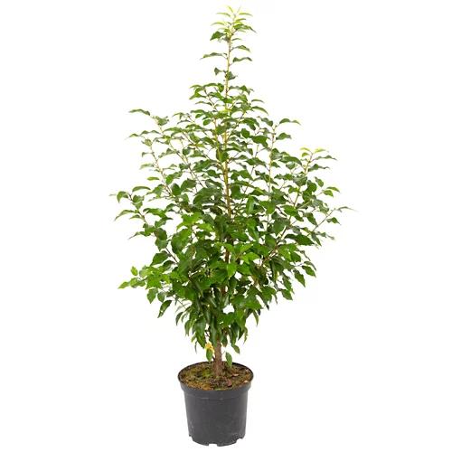 Laurier du Portugal "Angustifolia"