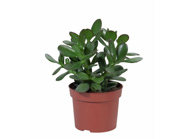 Plantes grasses