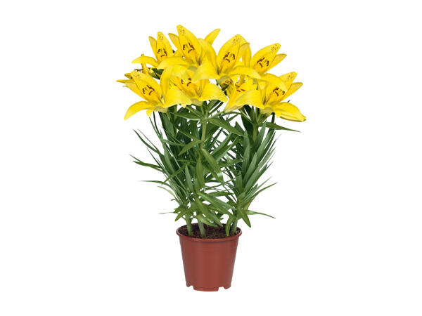 Lilium