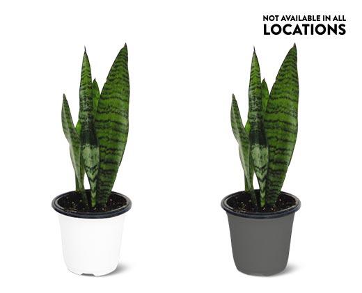 4" Foliage Assorted Varieties