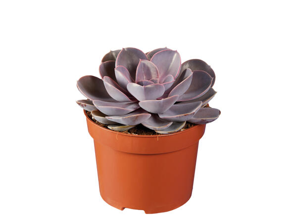 Assorted Succulents