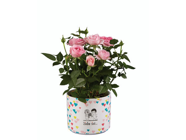 Blumenmix in Keramiktopf