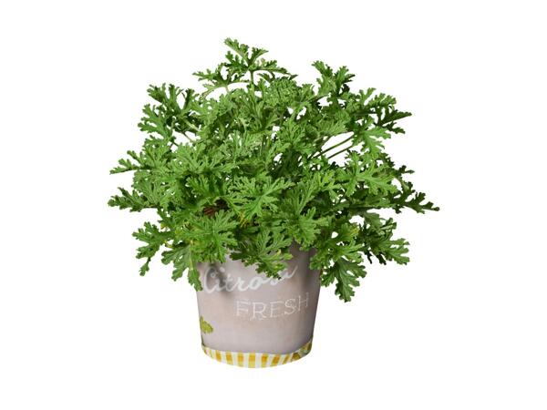 Frugtplante i bæger