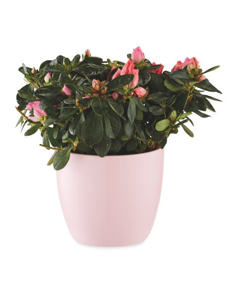 Azalea In Ceramic Pot