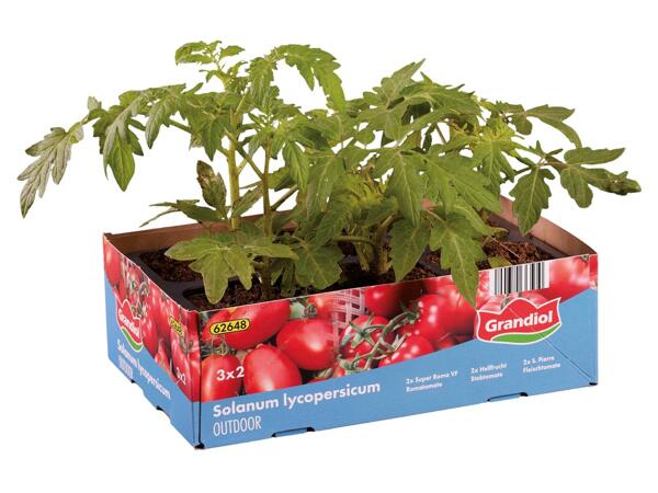 Tomatenmix 6er-Tray