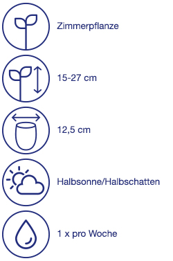 Fettpflanze