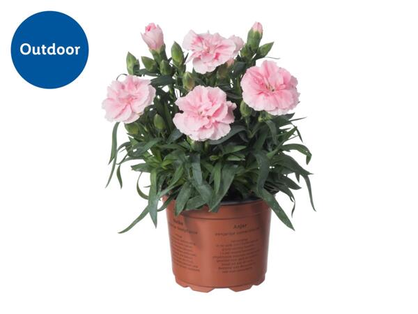 Dianthus 9cm