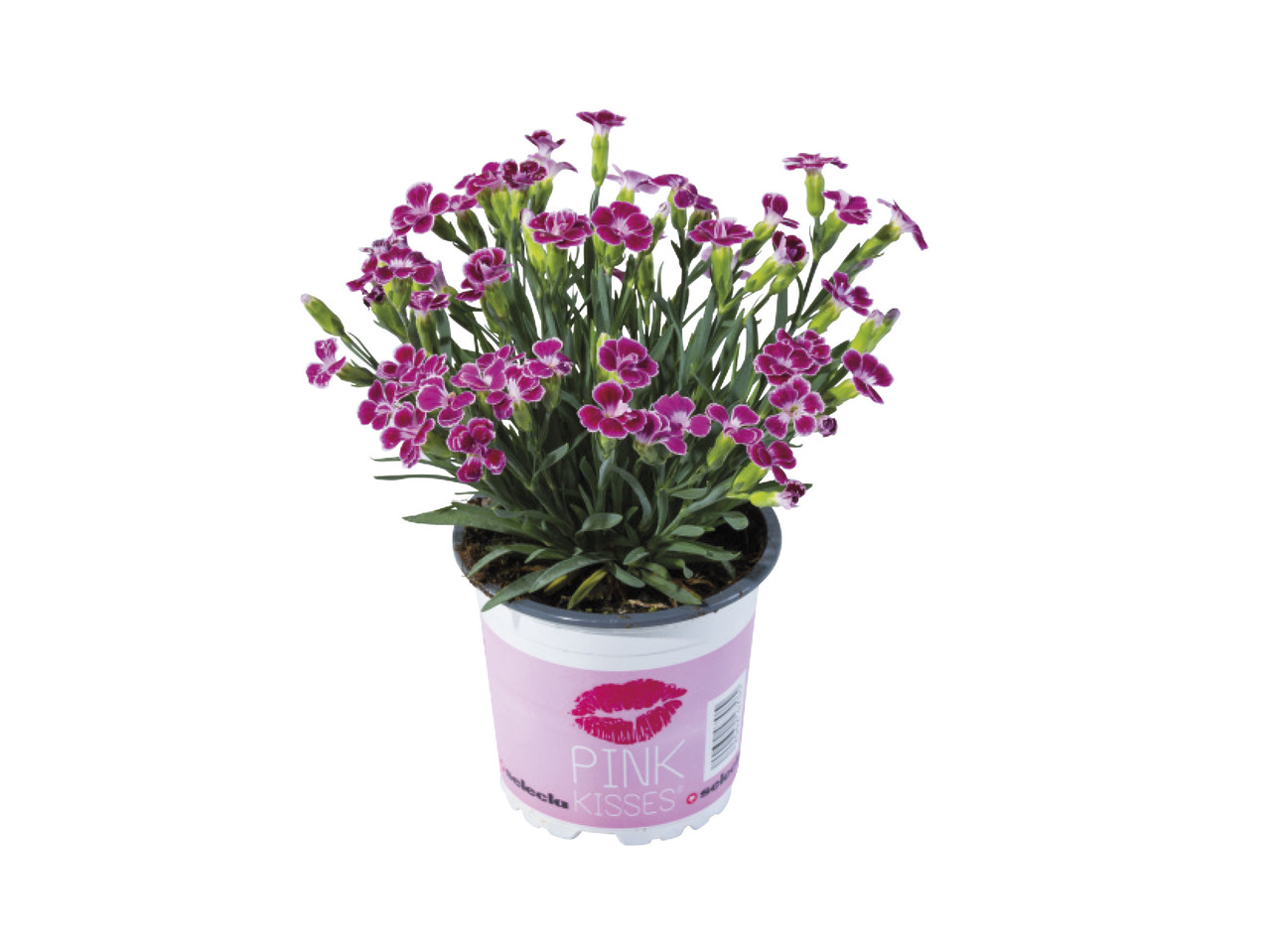 Dianthus Pink Kisses1