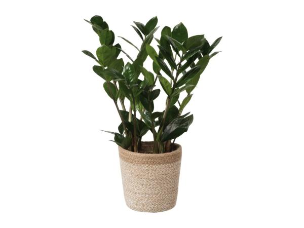 Plants in Jute Pots
