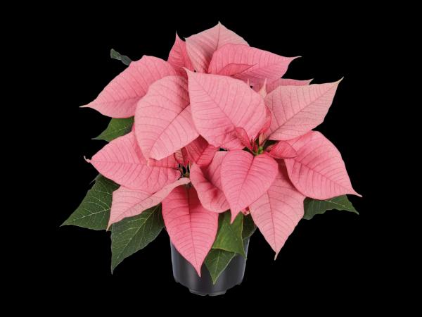 Poinsettia