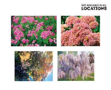Gardenline Ornamental Shrub