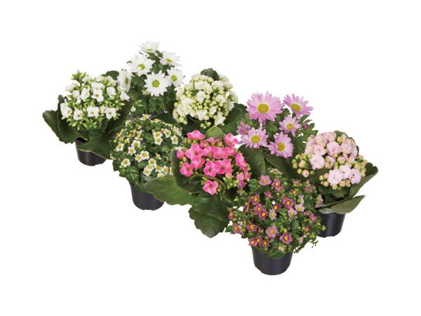 Blommande miniväxter