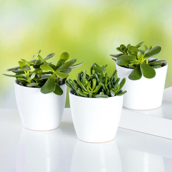 Geldbaum Crassula
