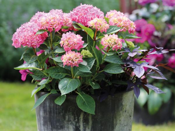 Hortensia