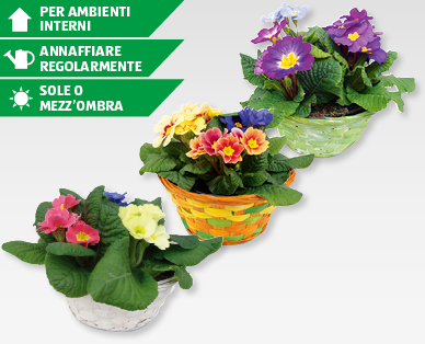 Primule GARDENLINE(R)